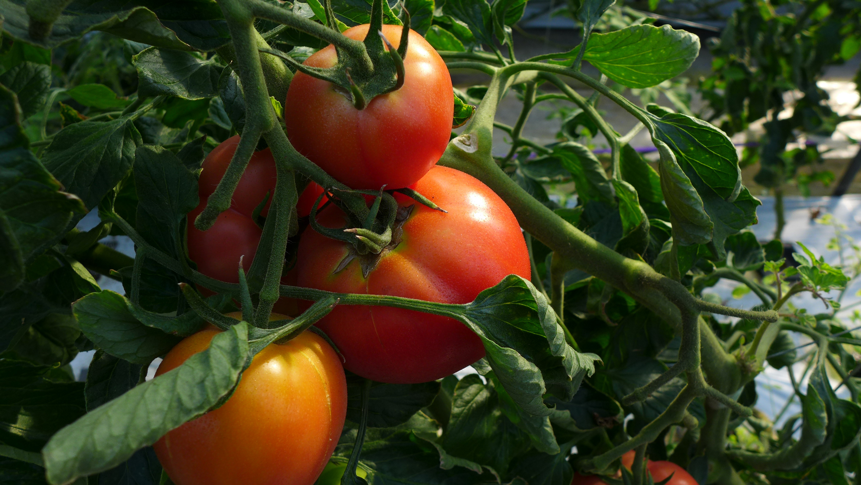 水気耕栽培で育ったトマト