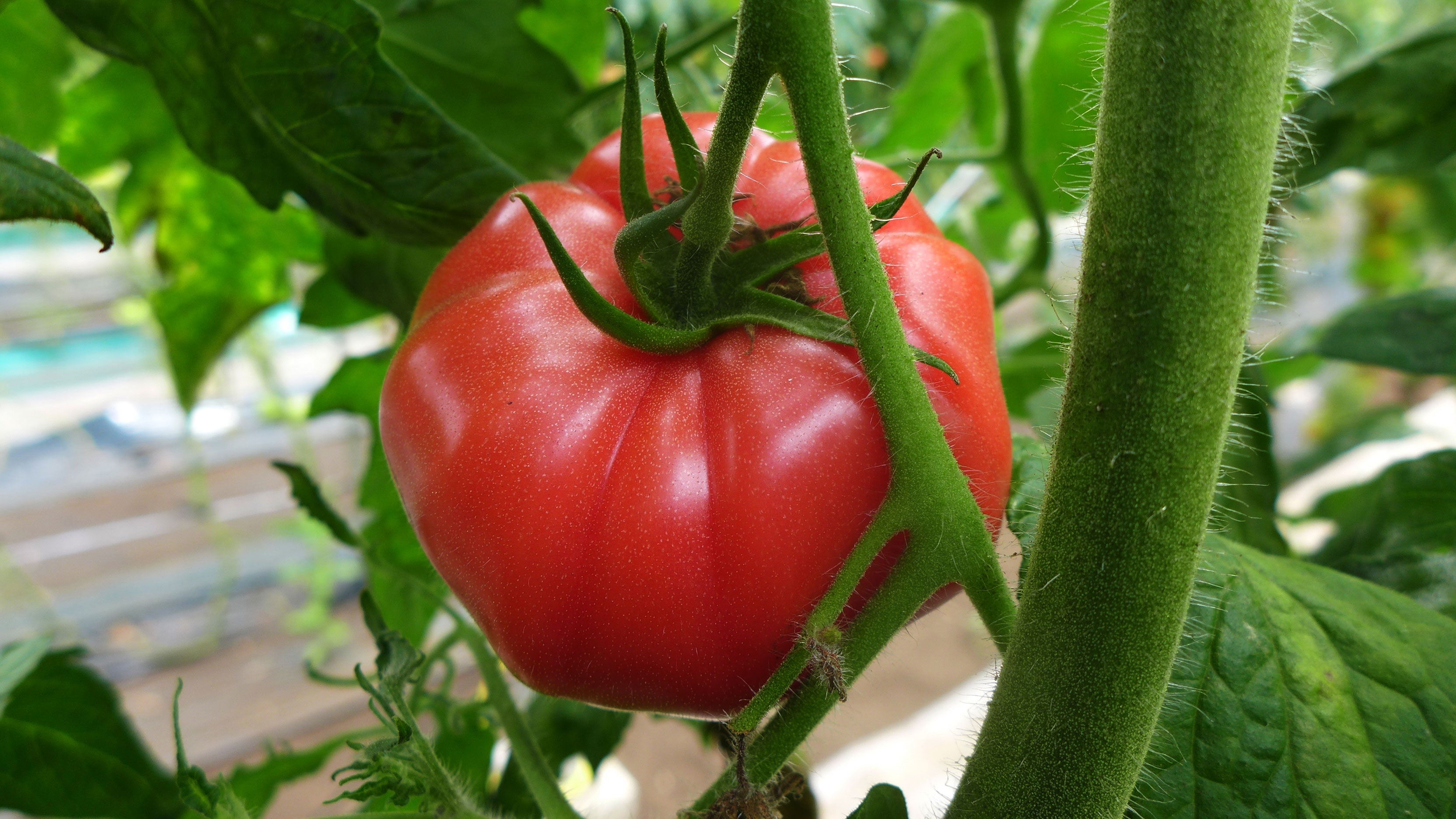 トマト　サンロードの収穫