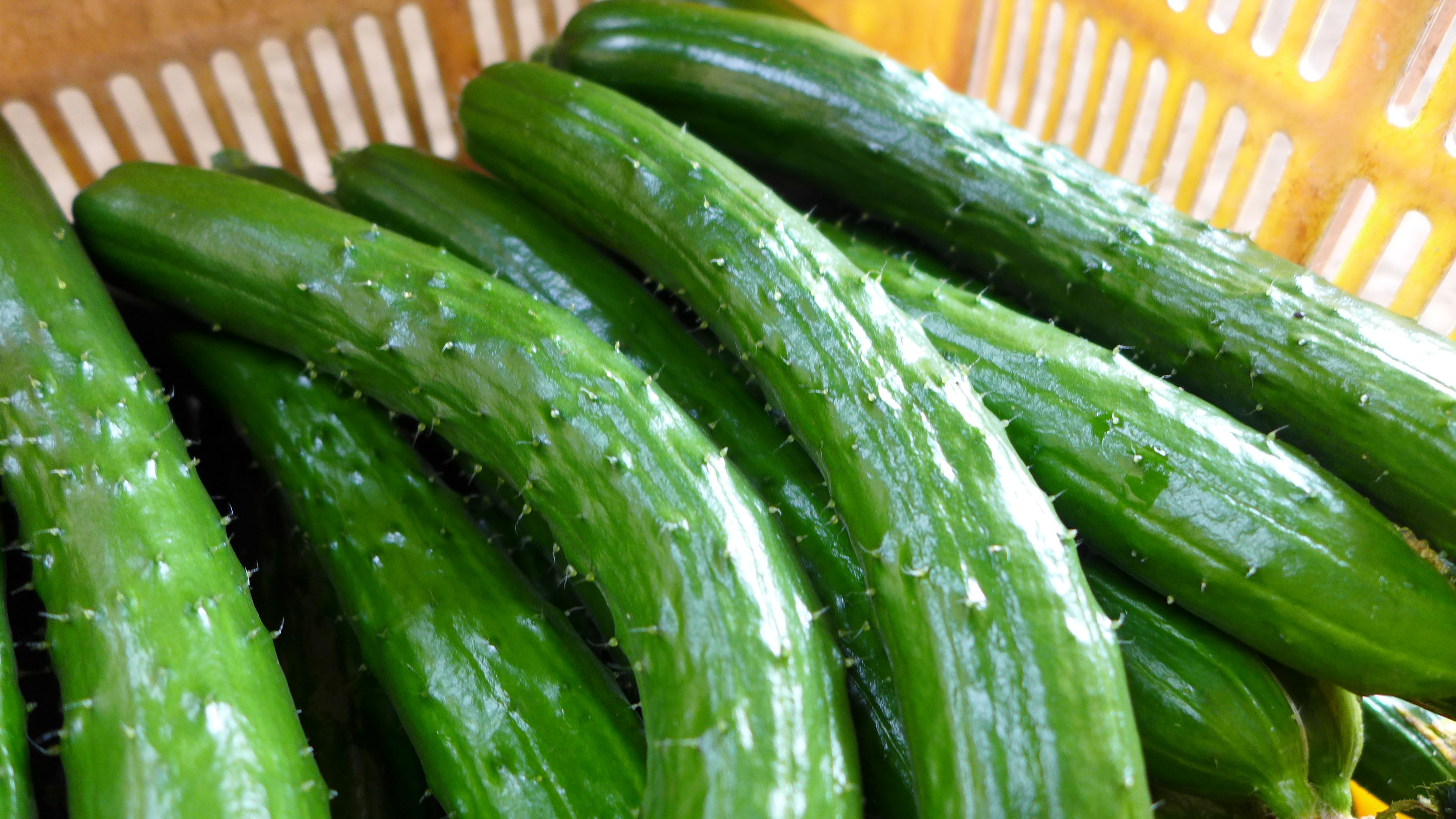 横浜野菜直売所で買える夏野菜～きゅうり「Vロード」