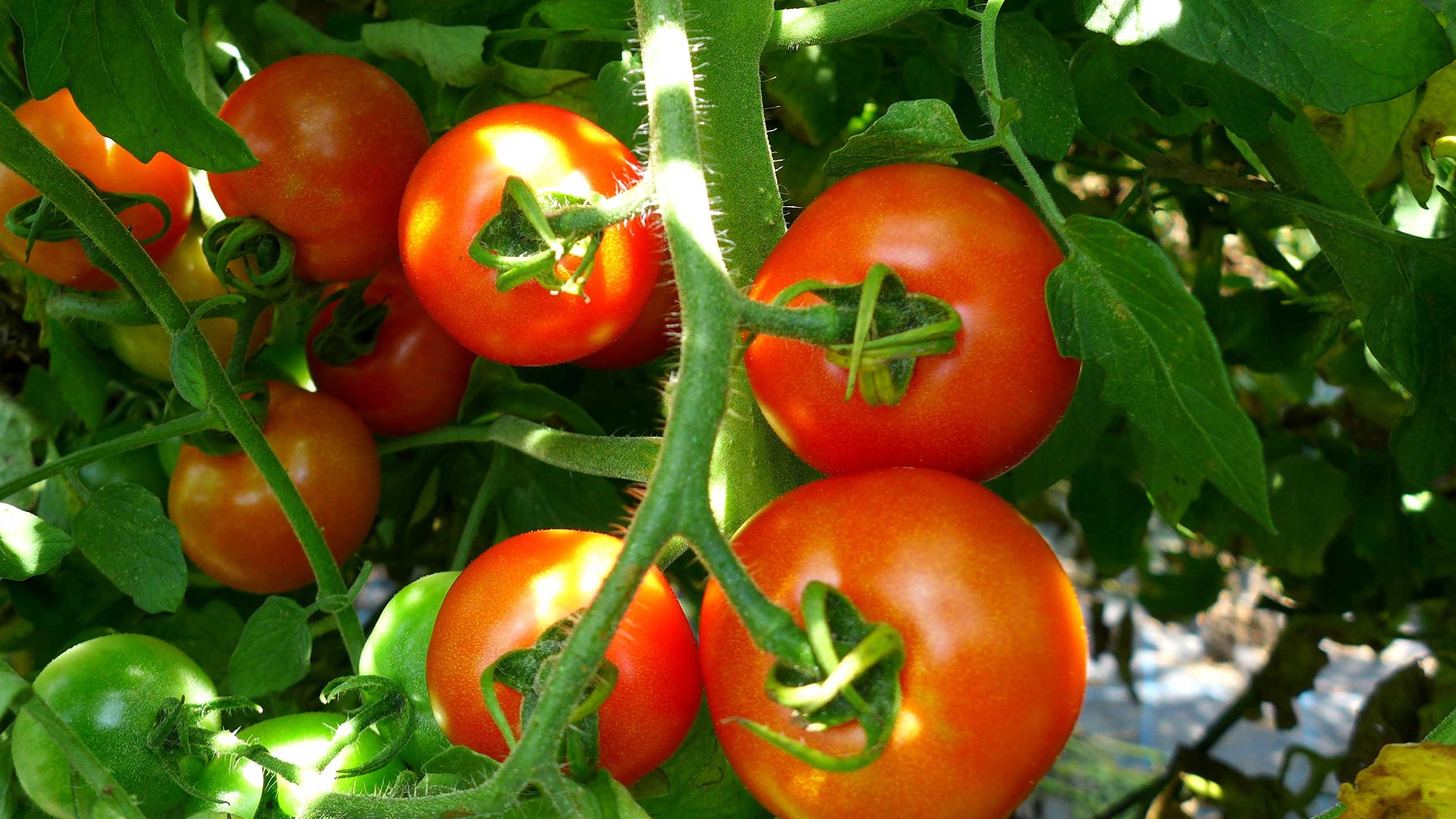 三村薫農園　トマト