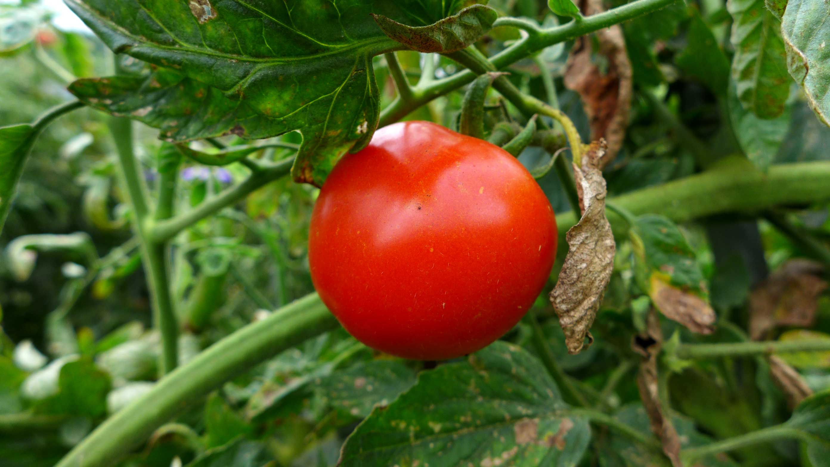 矢島農園　トマト