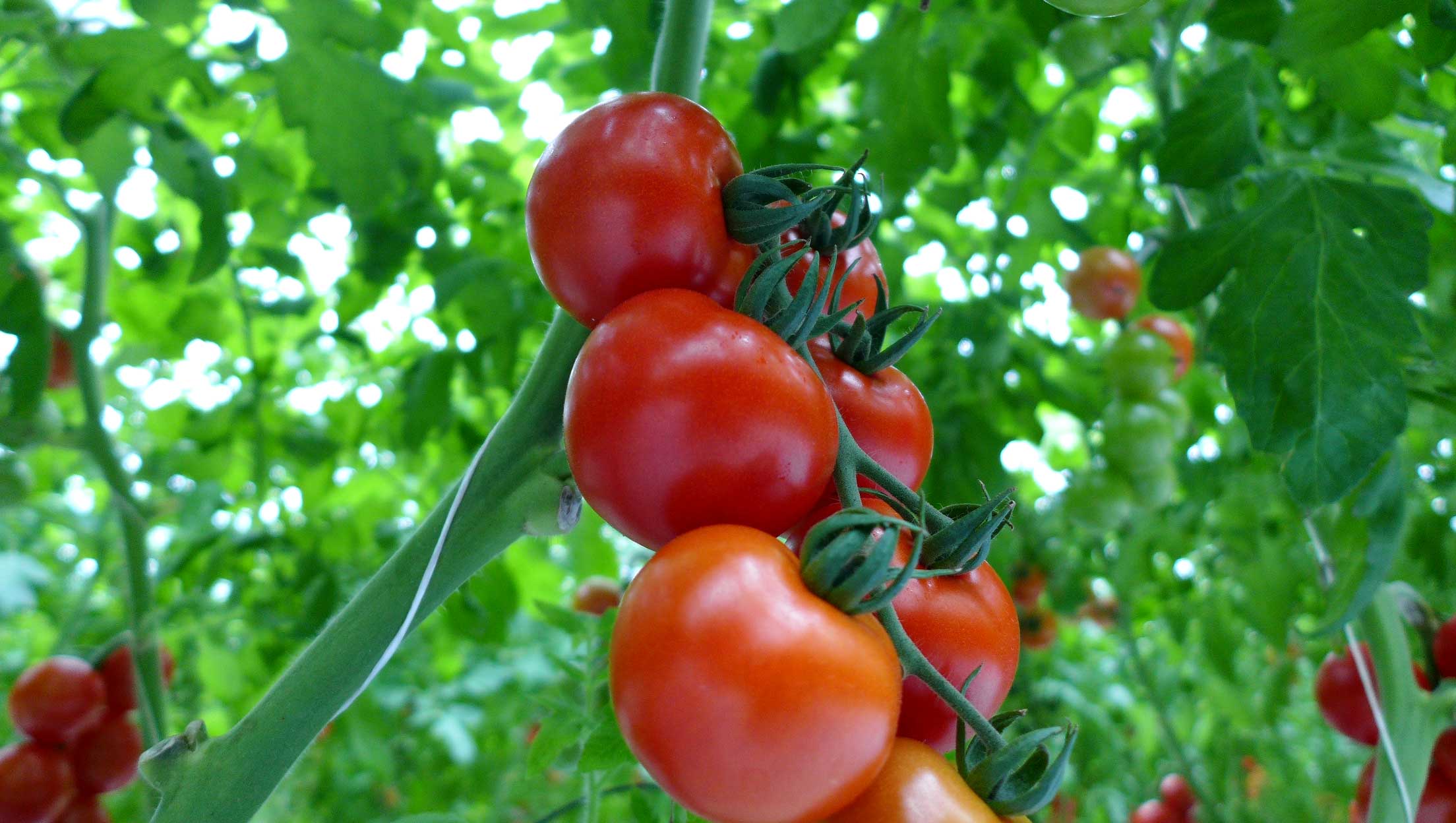 山本温室園　カンパリトマト