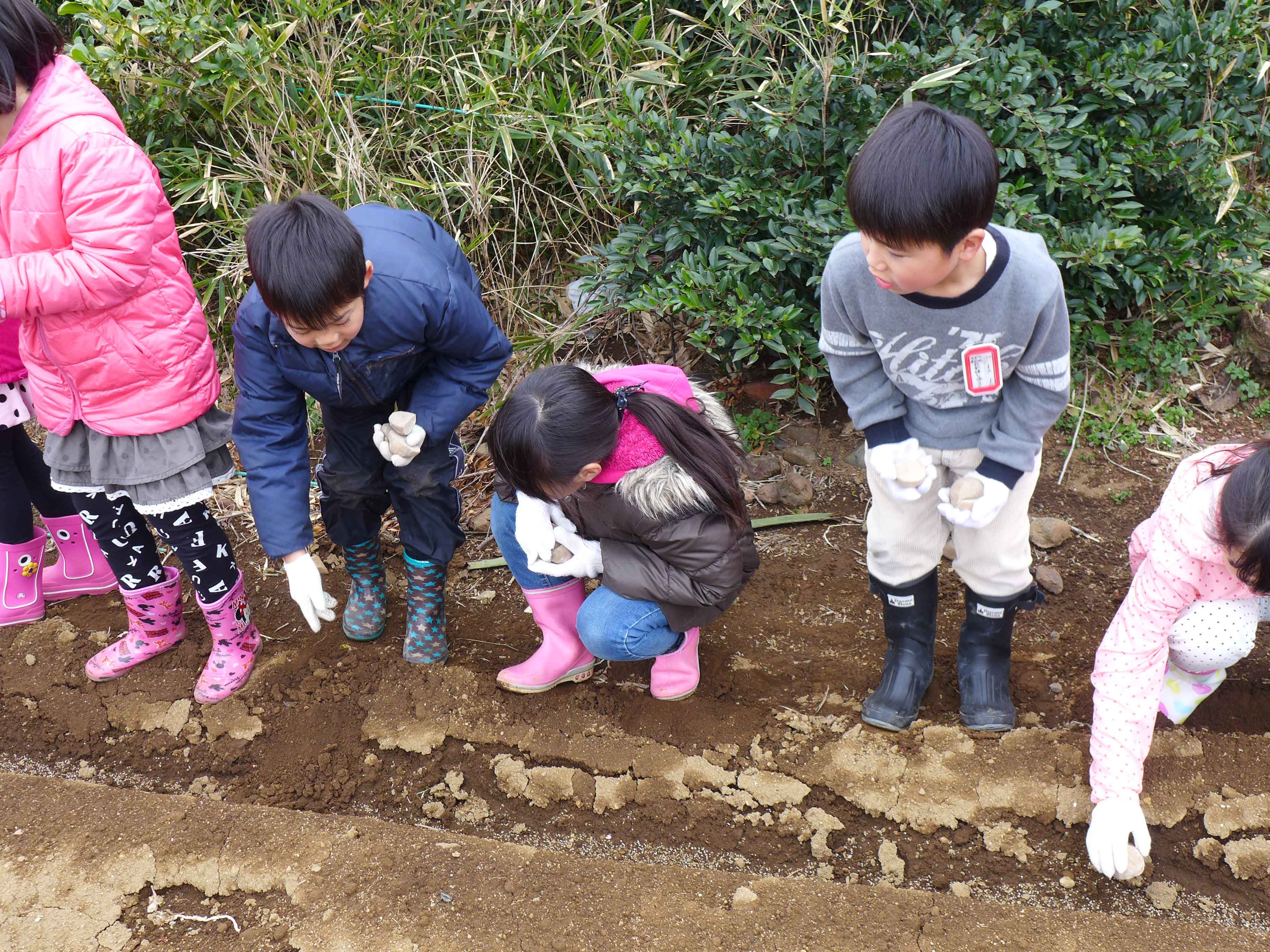 横浜丸大（まるだい）農園　小学生の農業体験