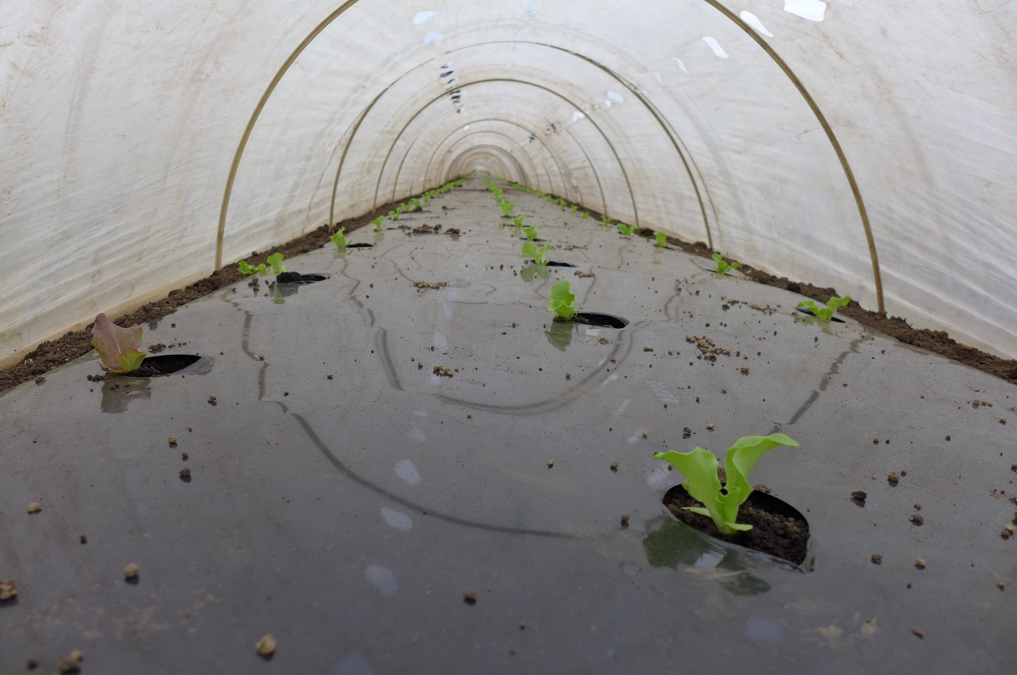 レタスの苗を定植した後、トンネルをかける