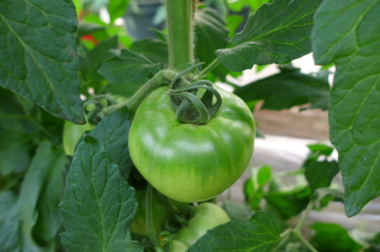 大玉トマトの栽培が難しい理由 横浜とれたて野菜
